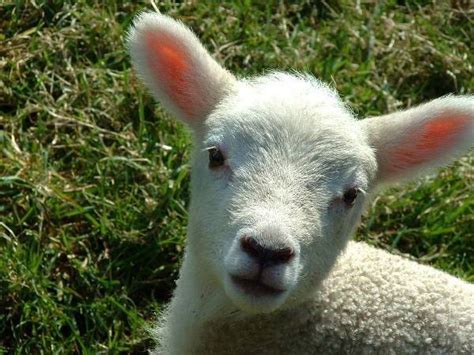 Everyone Loves Little Lambs - Baby Animal Zoo