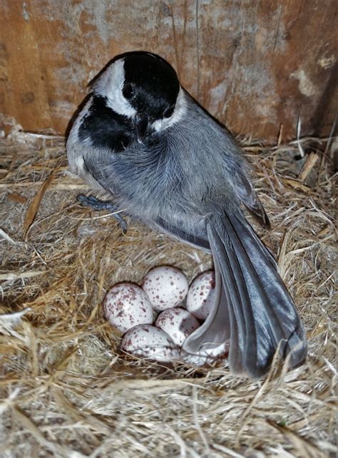 NestWatch | Carolina Chickadee - NestWatch