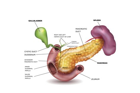 Spleen Diagram Anatomy