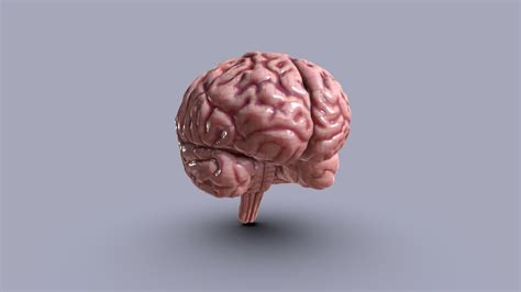 Human brain, Cerebrum & Brainstem - Download Free 3D model by ...