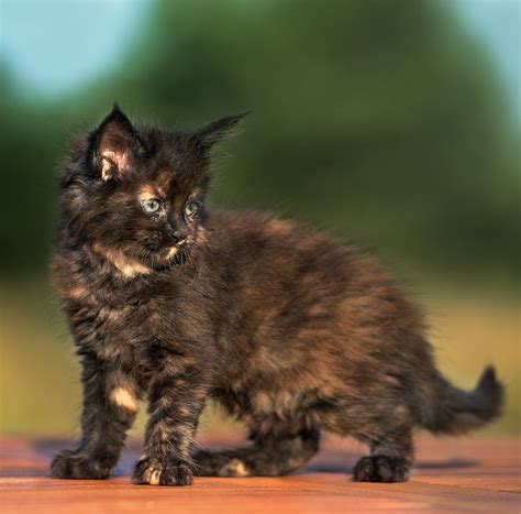 210 Terrific Tortoiseshell Cat Names - Unique, Cute And Fun Ideas