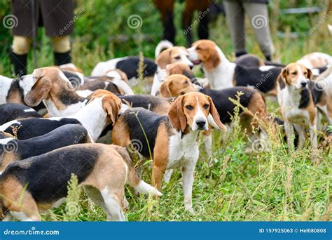 Watchful Hunting Dogs, Hunter Hounds, Beagle Dogs, Beagle Hounds ...