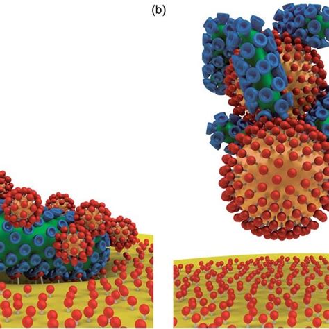 Quantification of the virus-cell binding. DiD-labeled VSV were ...