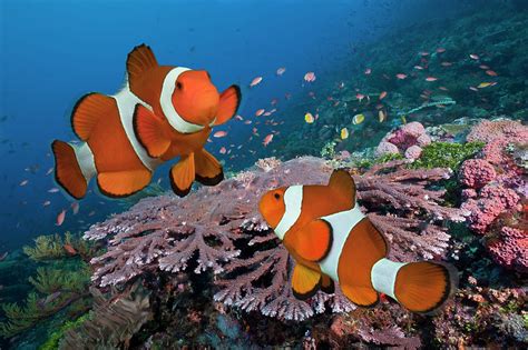 Pair Of Clownfish On Tropical Coral Reef by Jeff Hunter