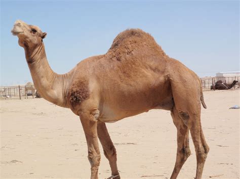 Saudi Scenes: Camel Market