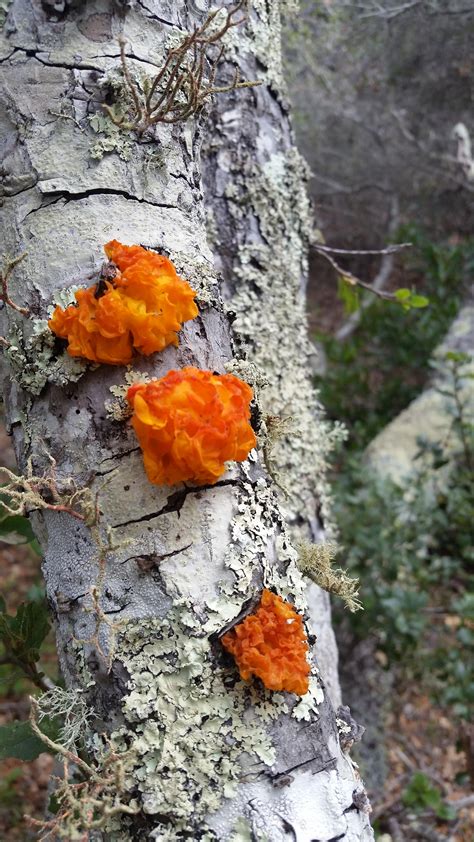 Looking to ID this fungus. Picture taken today on the southwestern side ...