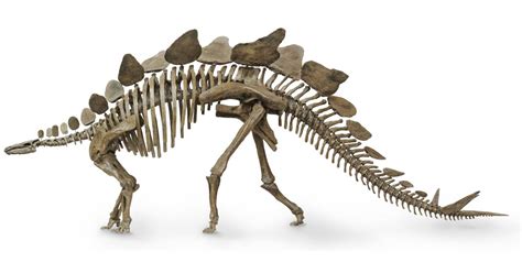 Stegosaurus Skeleton | Stegosaurus Fossil | DK Find Out