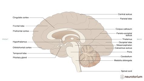 Labeled Sagittal Brain Model