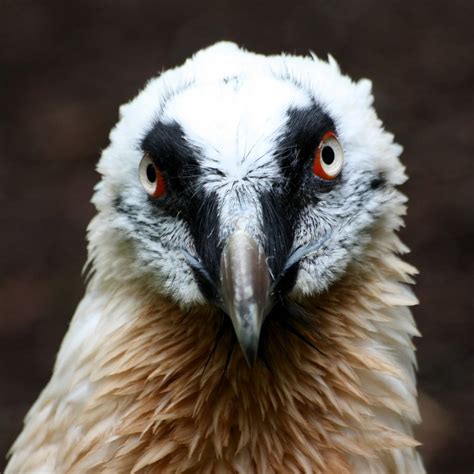 Bartgeier / Lämmergeier - Bearded Vulture - Gypaetus barbatus - a photo ...