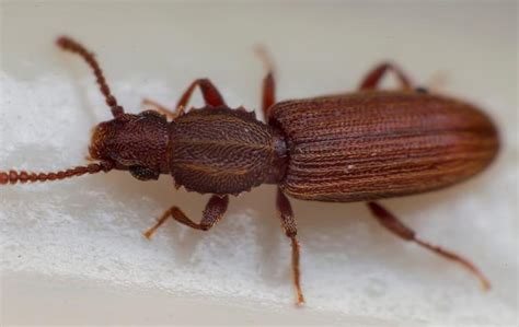 The Secret To Keeping Grain Beetles Out Of Your Collin County Home