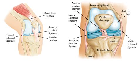 Kneecap Anatomy