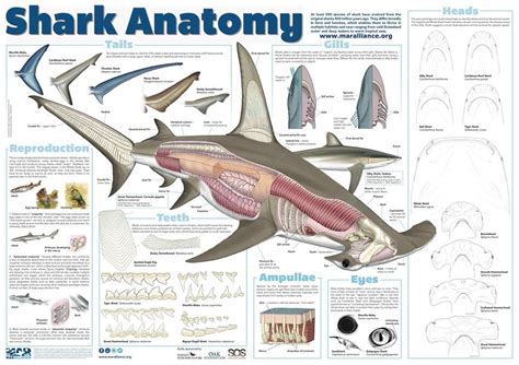 shark anatomy | Shark facts, Shark, Marine biology