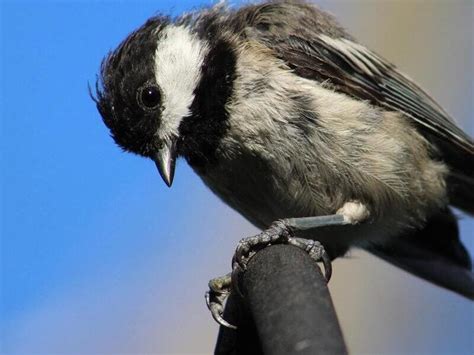 14 Small Black And White Birds (Complete Guide)