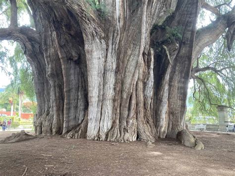 The Tule tree in Oaxaca. - International Wood Collectors Society