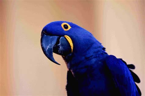 8 Top Blue Parrot Species to Keep as Pets