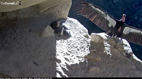 Andean Condor Wingspan