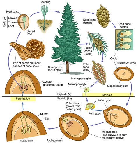 Conifer Structure & Life Cycle | Carlson Stock Art