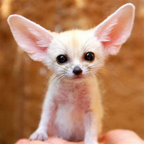 CUTEST BABY puppies&Fennec Fox!! *adorable* - Dogs Photo (13663628 ...