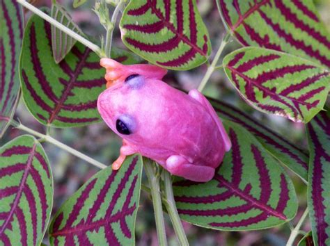 Pink Agalychnis callidryas - Page 2 | Funny frogs, Fish pet, Tree frogs