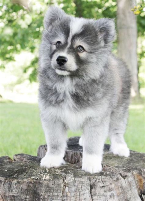 a small gray and white dog standing on top of a tree stump