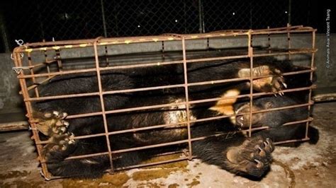 Petition · Get Bear Bile Farming Banned in China · Change.org