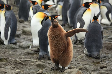 File:King Penguin Chick at Salisbury Plain (5719383447).jpg - Wikimedia ...