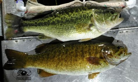 The Difference Between Large And Smallmouth Bass (With Pictures ...