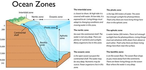 Types Of Ocean Zones - Design Talk