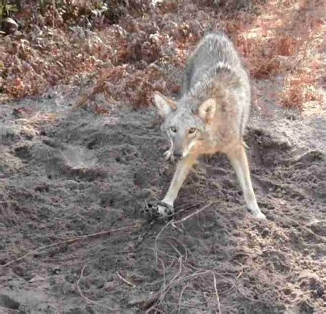 The Fundamentals of Catching Coyotes | 5 Useful and Effective Tips