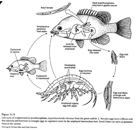 Acanthocephala