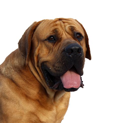 Dog Face PNG Image - PurePNG | Free transparent CC0 PNG Image Library