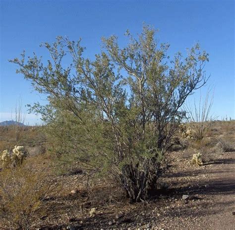 10 Beautiful Desert Trees in Arizona (Includes Mesquite Trees)