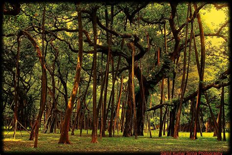 more than 250 years old great banyan tree. Botanical garden kolkata ...