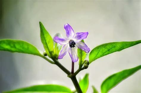 Amethyst Flower: Meaning, Symbolism, and Colors | Pansy Maiden