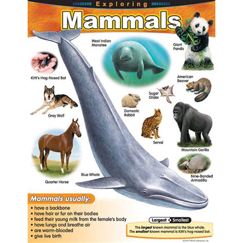 Mammals Chart For Kids