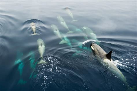 Is migration part of the 'skin care routine' of whales?