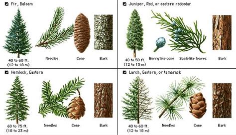 pine tree identification guide : Biological Science Picture Directory ...