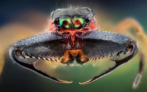 Incredible High Quality Macro Photography of Insects [20 Pics] | I Like ...