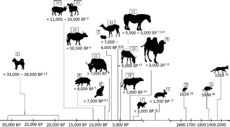 Domestication Of Animals Timeline