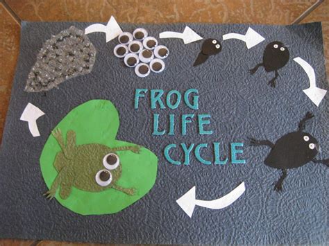 Life Cycle Of A Frog Activity