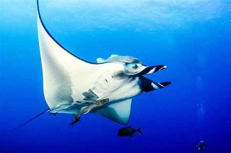 Giant oceanic manta ray - Earth.com