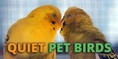 7 Best Quiet Pet Birds And Parrots That Won't Drive You Crazy