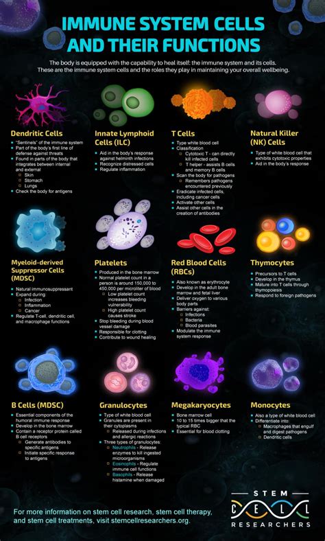 Types of immune system cells and their functions – Artofit