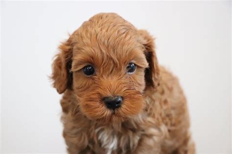 Types of Cockapoo Colors - With Pictures! (2024) - We Love Doodles