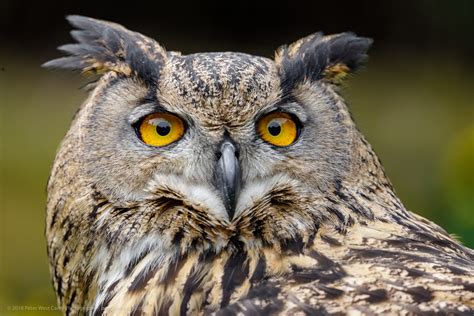 Photo Of The Day – Eurasian Eagle Owl | The Carey Adventures