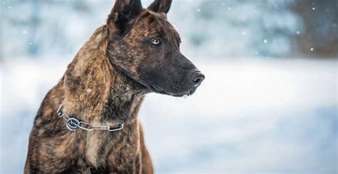 Dutch Shepherd Guide (Lifespan, Size & Characteristics)