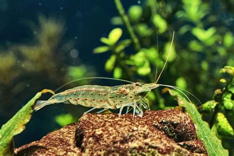 Amano Shrimp Tank Mates: 6 Compatible Creatures They'd Get Along With