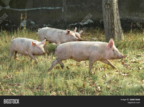 Pink Pigs On Farm. Image & Photo (Free Trial) | Bigstock