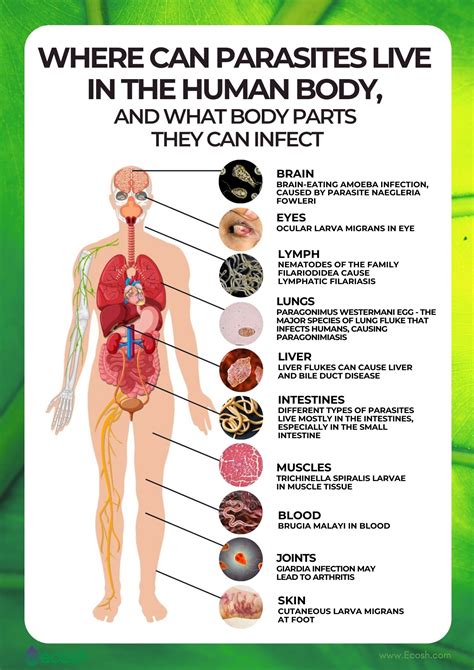 PARASITES - The Full List of Most Common Parasites That Can Live In ...