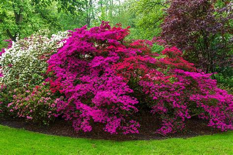 21 of the Best Azaleas Varieties | Gardener’s Path